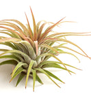 Tillandsia Ionantha Rubra with green and pinkish leaves on a white background