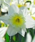 Ice Follies Large Cup Daffodil - 10 bulbs