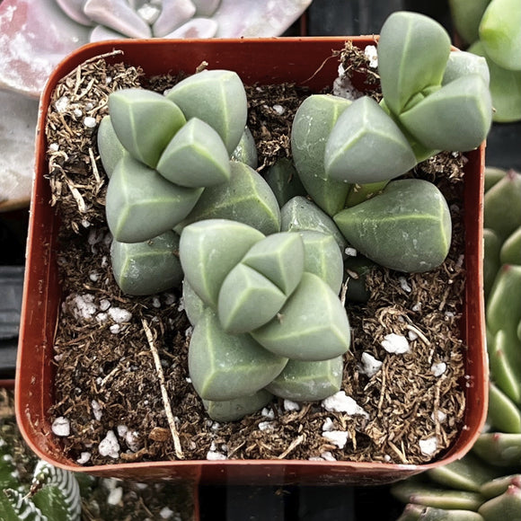Corpuscularia lehmannii plant in a red pot with a blurred background