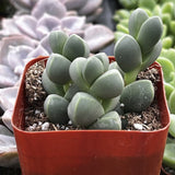 Corpuscularia lehmannii plant in a red pot with other plants in the background