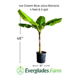 Ice Cream Blue Java Banana plant with dimensions and Everglades Farm logo on a white background