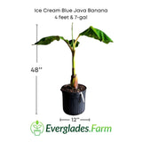 Potted Ice Cream Blue Java Banana plant with dimensions and Everglades Farm logo.