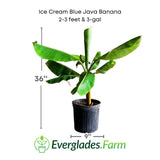 Potted Ice Cream Blue Java Banana plant with dimensions and Everglades Farm logo.