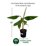 Ice Cream Blue Java Banana plant with dimensions and Everglades Farm logo on a white background