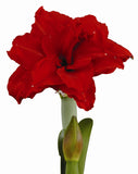 Inferno® Symphony Amaryllis