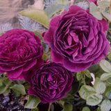 Close-up of three Intrigue Roses with green leaves.