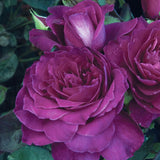 Close-up of Intrigue Roses with green leaves