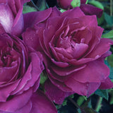 Close-up of vibrant Intrigue Roses with green leaves.
