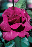 Close-up of a Intrigue Rose with water droplets on petals
