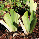 Two young Ghost Train Bearded Iris with large green leaves growing in soil.
