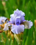 August Treat Reblooming Bearded Iris - 1 Rhizome