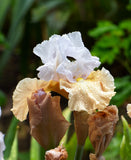 Champagne Elegance Reblooming Bearded Iris - 1 Rhizome