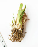 Just the Ticket Tall Bearded Iris - 1 Rhizome