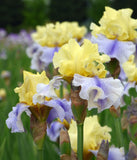 Easter Candy Tall Bearded Iris - 1 Rhizome