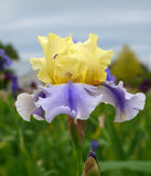 Easter Candy Tall Bearded Iris - 1 Rhizome