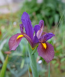Eye of the Tiger Iris hollandica - 10 bulbs