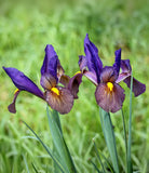 Eye of the Tiger Iris hollandica - 10 bulbs