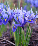 Harmony Dwarf Iris reticulata - 10 bulbs