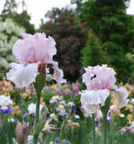 Island Blush Tall Bearded Iris - 1 Rhizome