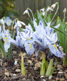 Katharine Hodgkin Iris histriodes - 10 bulbs