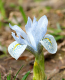 Katharine Hodgkin Iris histriodes - 10 bulbs
