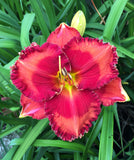 Passion Fire Daylily - 1 Single Fan Division