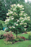 Japanese Lilac Tree ( Syringa reticulata ) with white flowers in a garden setting