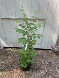 Young Japanese Lilac Tree ( Syringa reticulata ) in a pot against a light-colored wall