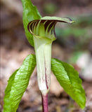 Jack-in-the-Pulpit