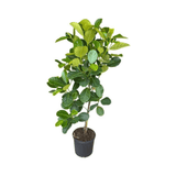 Potted Dang Rasimi Jackfruit Dwarf Tree with green leaves on a white background