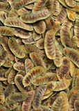 Close-up of a large number of brown and green Jamaican Dandelion (Senna occidentalis) pods.
