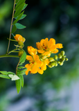 Yellow Jamaican Dandelion (Senna occidentalis) flowers with green leaves on a blurred natural background