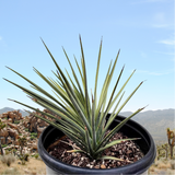 Potted Joshua Tree plant with spiky leaves in a desert landscape