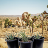 Three potted Joshua Tree plants in front of a desert landscape with Joshua trees and rock formations.