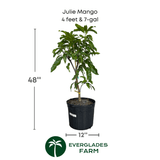 Julie Mango tree Dwarf Grafted