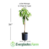 Julie Mango tree Dwarf Grafted