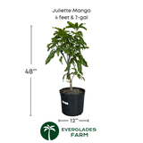 Juliette Mango plant with dimensions and Everglades Farm logo on a white background