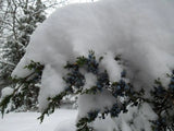 Juniper Evergreen Salve – Wildcrafted Herbal Winter Remedy