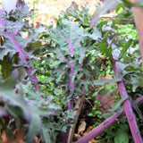 Close-up of a leafy green plant with purple stems in a garden setting KALE Seeds, Red Russian