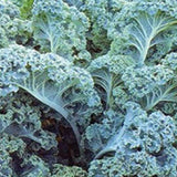Close-up of curly kale leaves with a focus on texture and color KALE Seeds, Vates Blue Curled