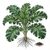 Illustration of a kale vegetable with roots and seeds on a white background KALE Seeds, Premier