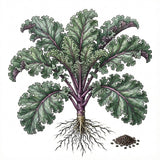 Illustration of a green leafy vegetable with roots and seeds on a white background KALE Seeds, Red Russian