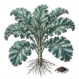 Illustration of a kale plant with roots and seeds on a white background KALE Seeds, Vates Blue Curled
