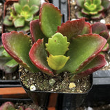 Close-up of a Kalanchoe longiflora plant with red and green leaves.