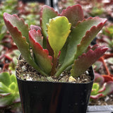 Kalanchoe longiflora with red and green leaves in a garden setting