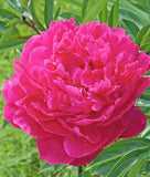 Kansas Peony