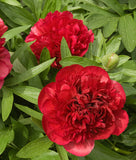 Karl Rosenfeld Peony