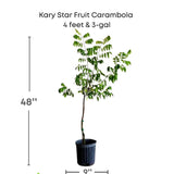 Kary Star Fruit Carambola plant with dimensions and Everglades Farm logo on a white background