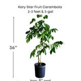 Kary Star Fruit Carambola plant with dimensions and Everglades Farm logo on a white background