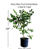 Kary Star Fruit Carambola plant with dimensions and Everglades Farm logo on a white background